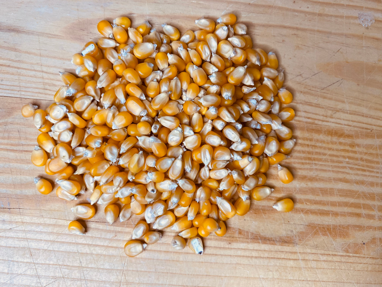 Καλαμπόκι για Ποπ Κορν